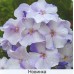 Флокс Phlox Новинка